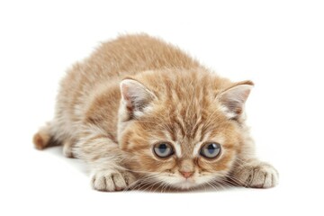 Obraz premium Sad baby cat animal mammal kitten.