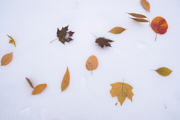 Yellow autumn leaves against a background of snow. Concept of the seasonal transition from autumn...