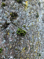 Old wooden texture background with moss and lichen.