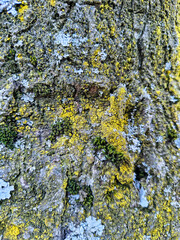 Old wooden texture background with moss and lichen.