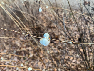 beautiful botanical shot, natural wallpaper