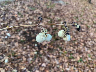 close up of a white and black berries