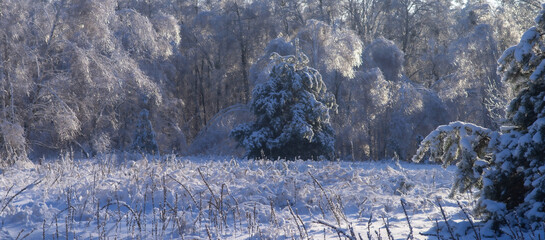 Winter forest landscape with snow-covered trees and frosty branches glowing in soft sunlight. Serene nature scene with fresh snow and cold seasonal atmosphere.