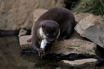 魚を手に持ち食べるコツメカワウソ