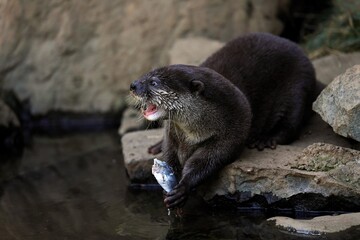 魚を手に持ち鳴くコツメカワウソ