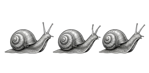 白い背景に並んだ3匹のモノクロ手描きカタツムリイラスト