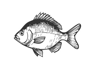 Fish illustration in a vintage hand drawn style on white background