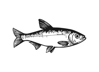 Obraz premium Fish illustration in a vintage hand drawn style on white background