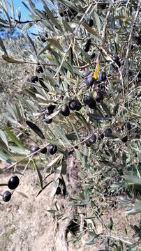 Beautiful olive grove swaying in the wind with close-up transition on green olives 
