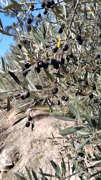 Beautiful olive grove swaying in the wind with close-up transition on green olives 