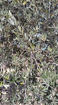 Beautiful olive grove swaying in the wind with close-up transition on green olives 