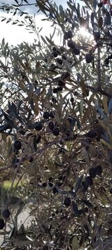 Beautiful olive grove swaying in the wind with close-up transition on green olives 