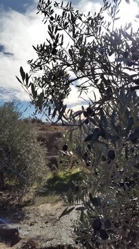 Beautiful olive grove swaying in the wind with close-up transition on green olives 