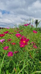 Cosmos flowers in the field