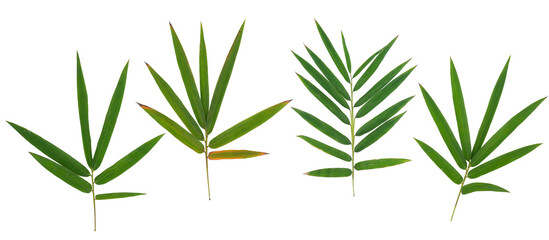 Fototapeta premium Green Bamboo Leaves Collection Isolated on Background for Botanical Design