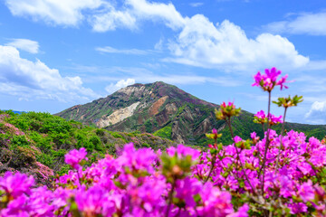 Fototapeta premium ミヤマキリシマの花 「阿蘇の火山特有の荒涼とした岩場・山肌を染める、ピンクの絨毯。」 阿蘇市 Miyamakirishima Flowers 