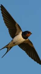 Fototapeta premium Graceful swallow soaring skyward.