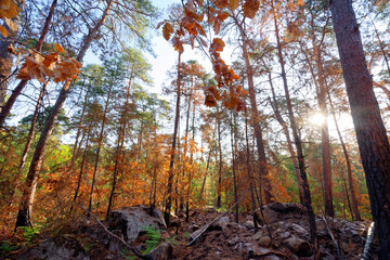 After a fire in Fontainebleau forest