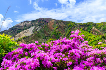 Fototapeta premium ミヤマキリシマの花 「阿蘇の火山特有の荒涼とした岩場・山肌を染める、ピンクの絨毯。」 阿蘇市 Miyamakirishima Flowers 