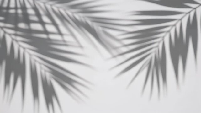 Soft focus image of tropical palm fronds' shadows on a white surface, creating a minimalist and serene abstract composition