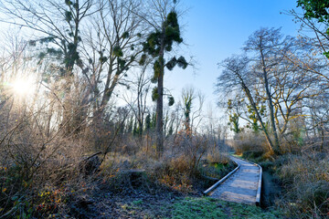 Wooden Path on the Sensitive Natural Area The Cercanceaux Marsh in Souppes-sur-Loing village