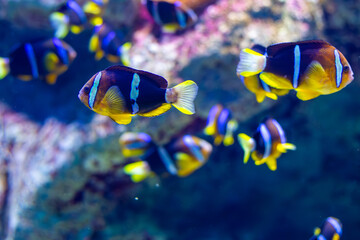 Various tropical fish swim in deep blue water, with dramatic sunbeams breaking through the surface