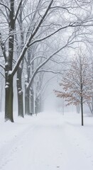 Obraz premium Snowy park path winter trees fog