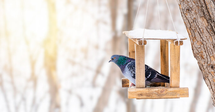 One beautiful pigeon or cute dove perched or sitting in a wooden bird feeder on a snowy cold season winter day in sunny forest or city park with copy space presenting care and feeding of wild animals