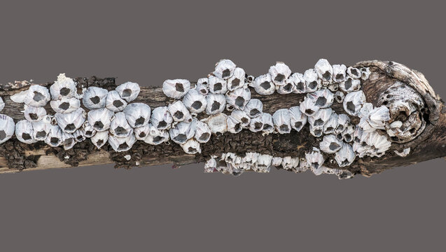 Driftwood covered in barnacles isolated
