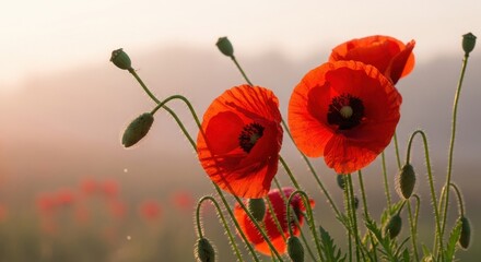 Obraz premium Red Poppies Field Sunrise Macro