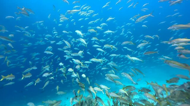 School of tropical fish including striped large-eye bream near Mnemba Island, Zanzibar, Tanzania.