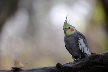 木に止まったオカメインコのポートレート