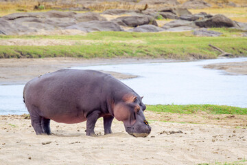 Hippopotamus (Hippopotamus amphibius) standing on sandbank in river with Yellow-billed Oxpecker (Buphagus africanus) , Kruger National Park, South Africa.