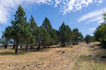 Pine trees in dry landscape with rural track, Occitanie, France