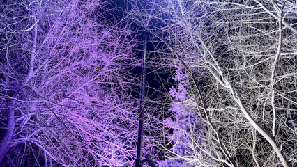 surreal purple white illuminated bare winter trees split lighting dark night sky ethereal mystical...