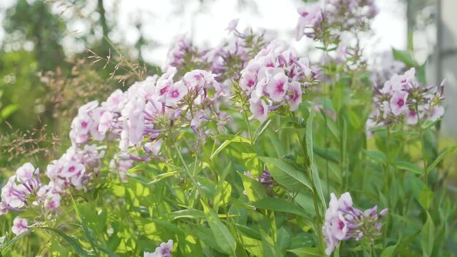 Delicate pink phlox blooming in the garden sway in the breeze. Natural floral background, summer rural atmosphere, sunlight, green leaves, shallow depth of field, space for text