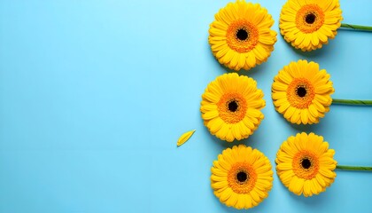 A vibrant arrangement of yellow gerbera daisies on a blue background, showcasing their bright, cheerful tones