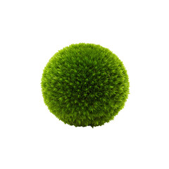 Small green round moss plant for landscaping, transparent background removal