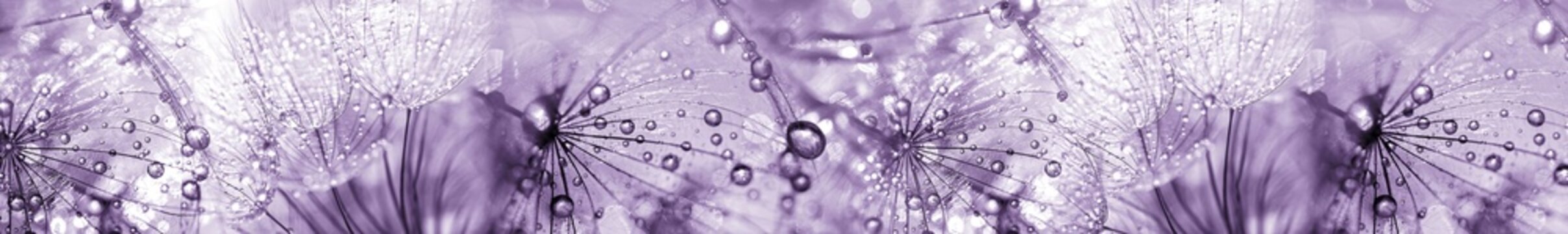 Purple dandelion seeds with water drops macro banner showing sparkling dew and bokeh background
