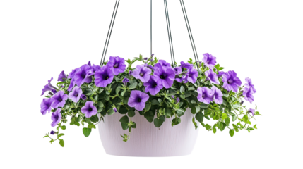 Hanging petunia trailing vines with vibrant pink and purple flowers cascading beautifully