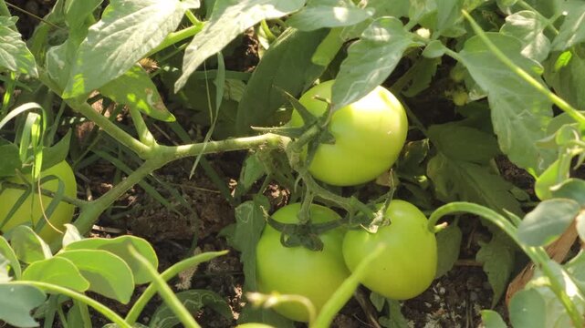 Fresh Green Tomatoes on Tomato Plant in Garden. Bunch of Young Green Tomatoes on Branch. Close-up of Raw Green Tomatoes in Organic Farm. tomato vine. Immature Green Tomatoes Growing on a Tomato Tree.