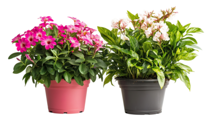 Summer flowering plants side by side with tropical bright blossoms on a clean white background