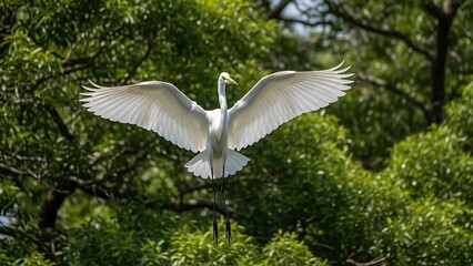 White bird flying over green trees.