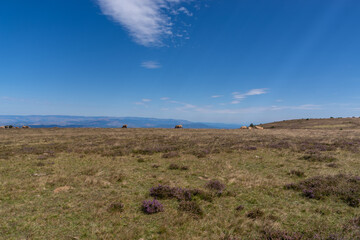 Plateau landscape with grazing animals, Val-d'Aigoual, France
