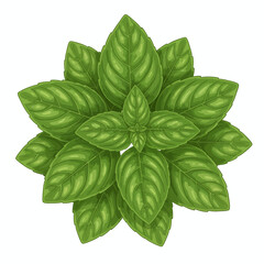 Overhead view of a cluster of bright green basil leaves against a white background