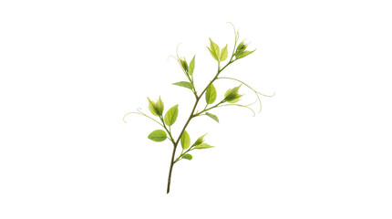 Naklejka premium Green plant stem with leaves on transparent background