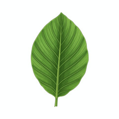 Single green oval leaf with prominent parallel veins on a white background
