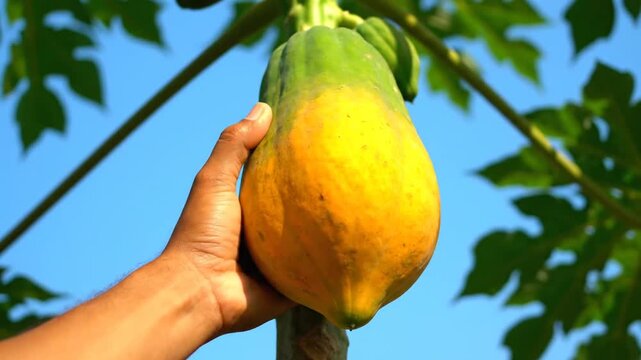 A steady shot capturing a person's hand gently inspecting a large, nearly ripe yellow and green papaya hanging from the tree against a bright blue sky and lush green leaves. The farmer checks the qua