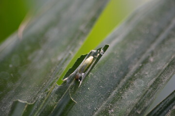 Pest Caterpillar Larva Feeding on Green Leaf
