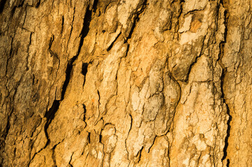 Brown rough wood peel texture.